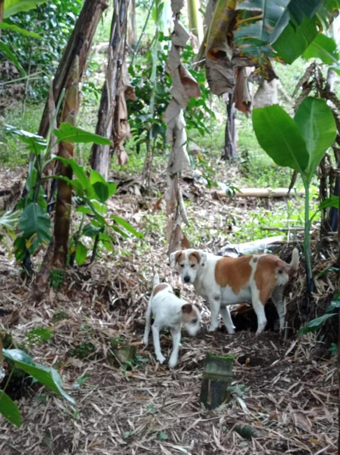 Alojamiento Rural Jardin Consentido Eksteriør bilde